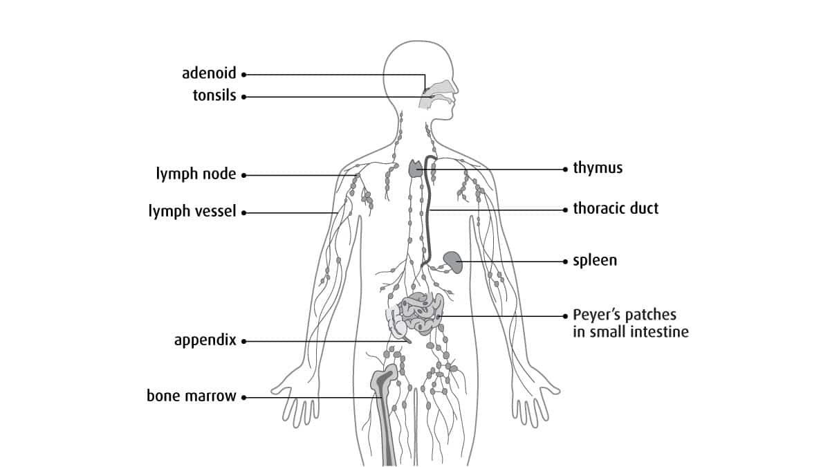 Lymphatic Drainage Massage Process Benefits Dmc Dubai